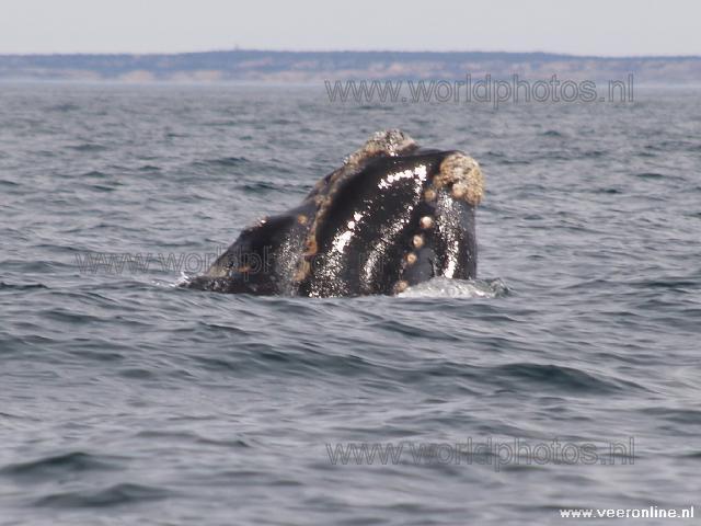 ArgentiniÃ« - Southern Right Whale