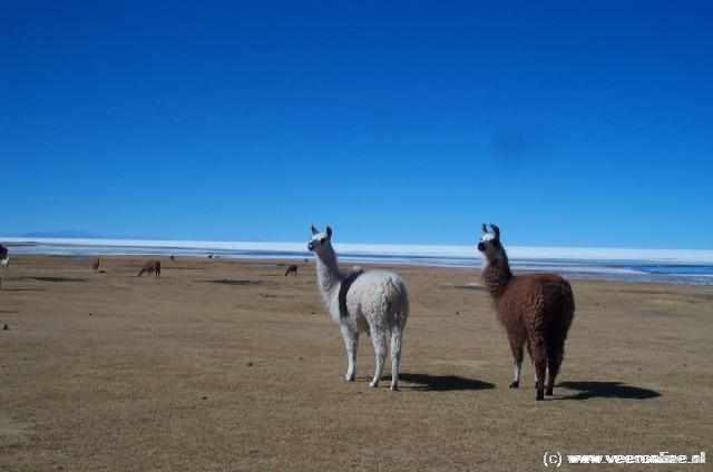 Bolivia - Lamas