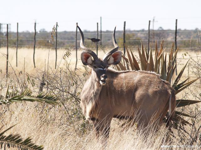 Botswana - Een Kudu