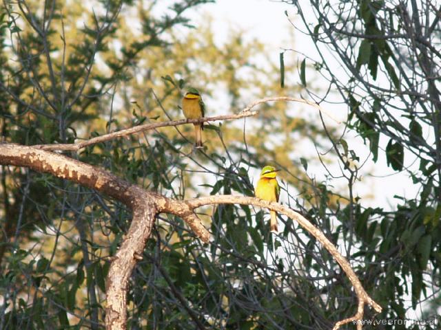 Botswana - Little Bee-eater