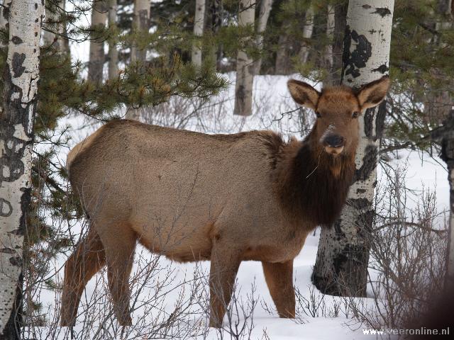 Canada - Een Elk of Wapiti