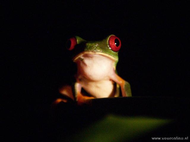 Costa Rica - Gaudy Leaf Frog