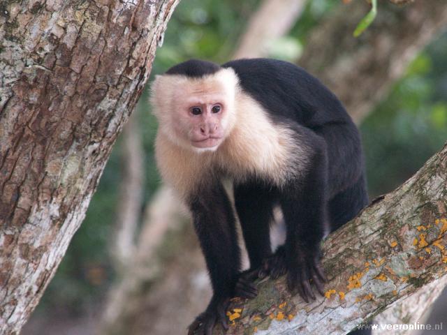 Costa Rica - Kapucijner aap