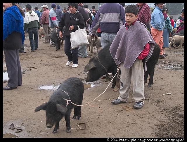 Ecuador - Boy with pig