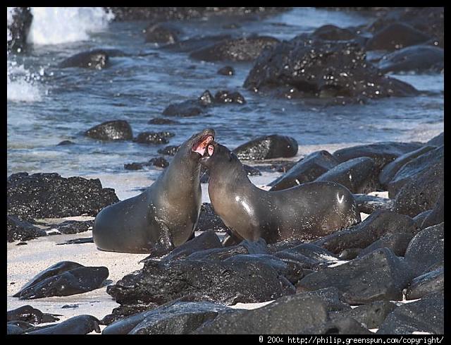Galapagos Islands - Sea lions