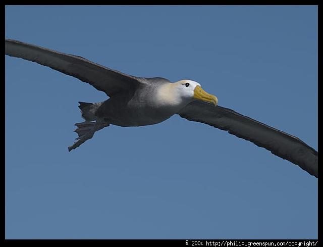 Galapagos Eilanden - Albatross