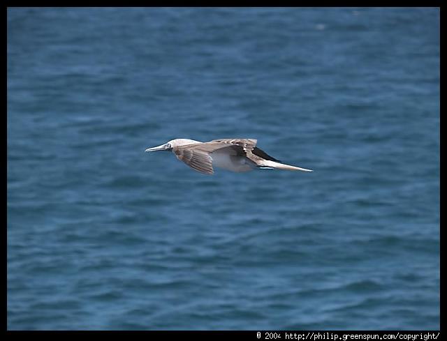 Galapagos Islands - Blue footed Booby