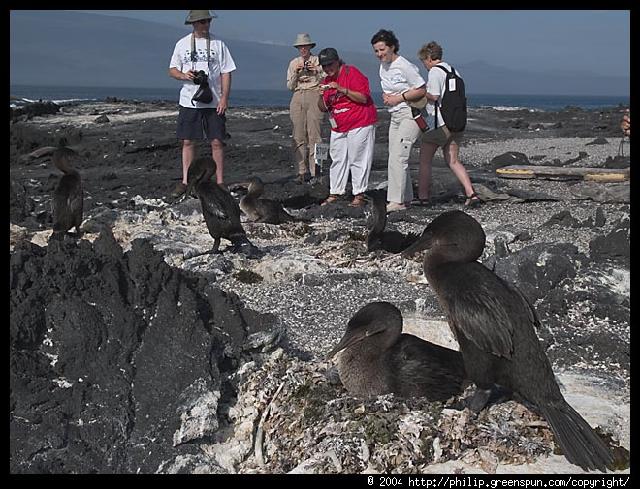Galapagos Eilanden - Flightless cormorants