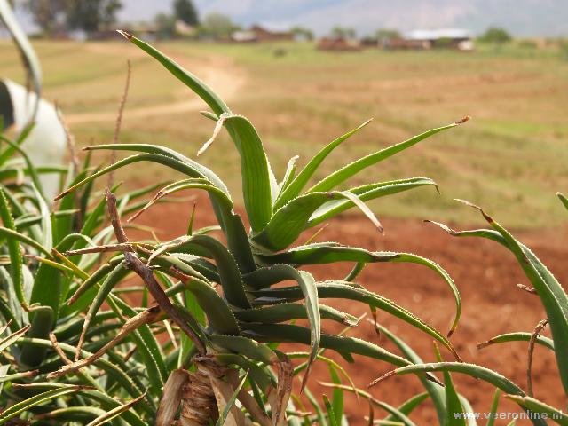 Lesotho - AloÃ« plant