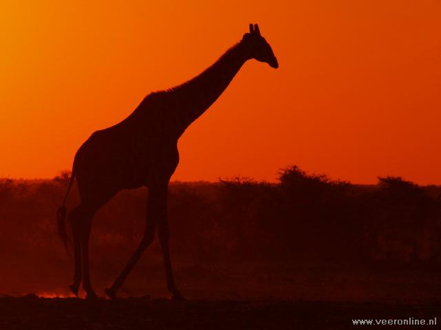 NamibiÃ« - Giraffe