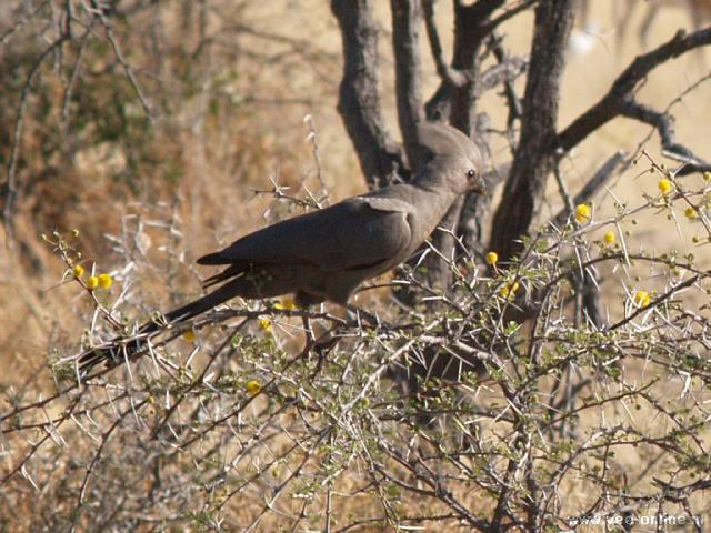 NamibiÃ« - Grijze Go-Away-Bird