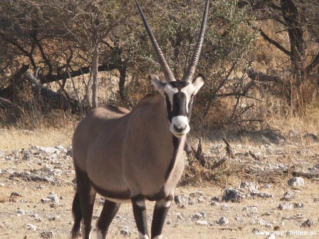 NamibiÃ« - Gemsbok of Oryx
