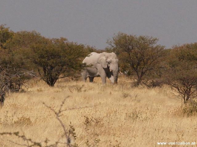 NamibiÃ« - Olifant