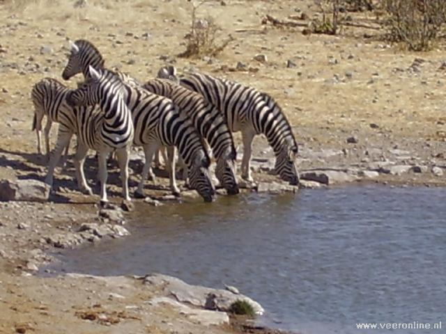 NamibiÃ« - Zebra's