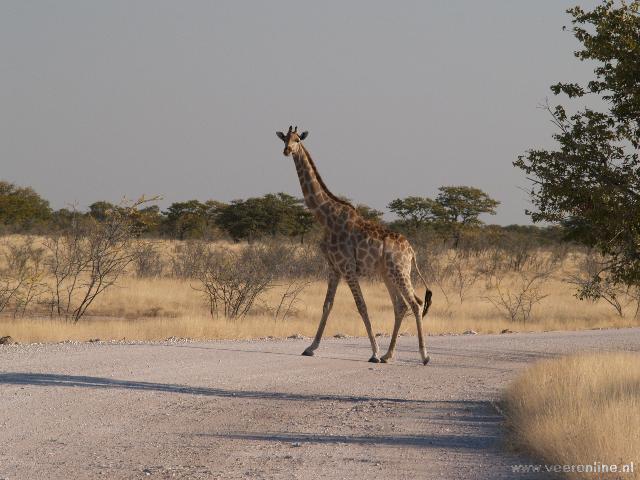 NamibiÃ« - Overstekende Giraffe