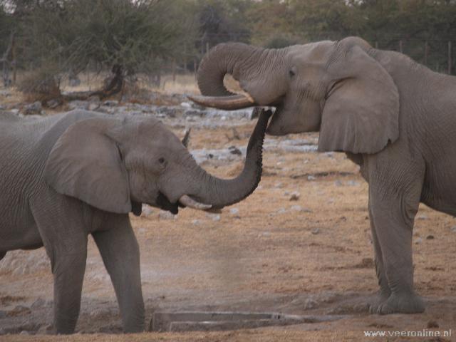 NamibiÃ« - Spelende Olifanten