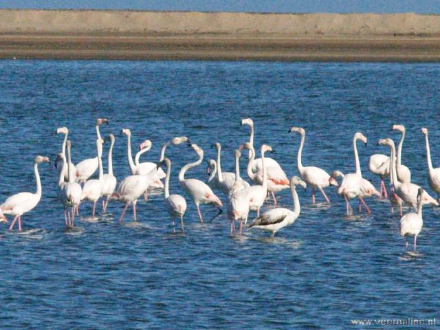 NamibiÃ« - Flamingo's