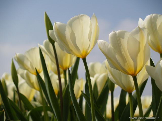 Nederland - Tulpen