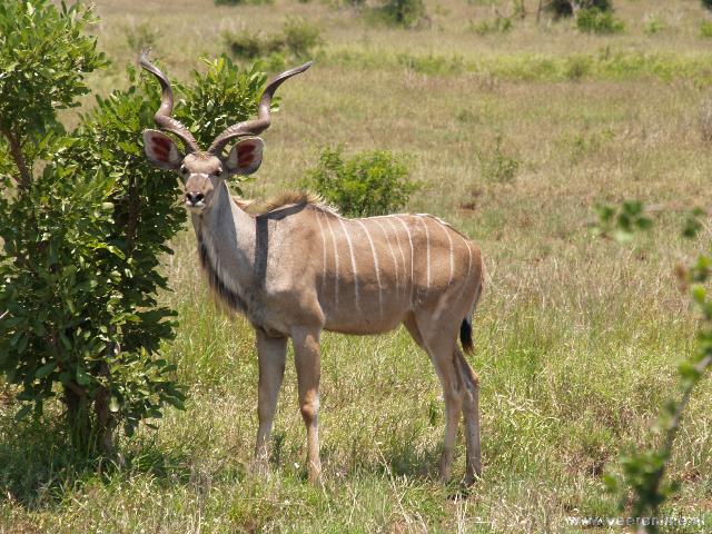 Zuid Afrika - Een Kudu
