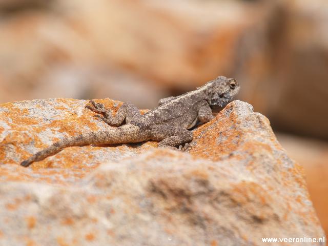 Zuid Afrika - Salamander