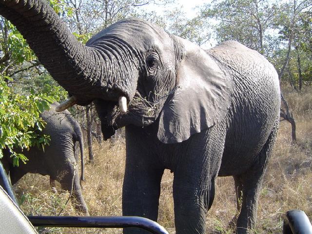 Zuid Afrika - Een olifant dichtbij