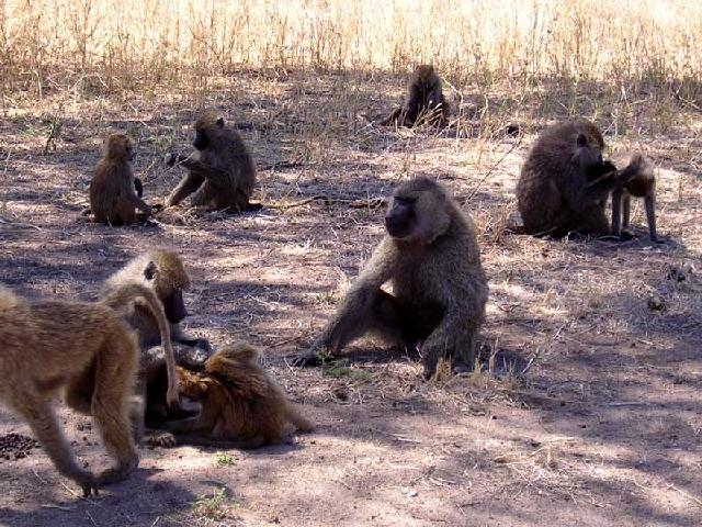 Tanzania - Monkeys