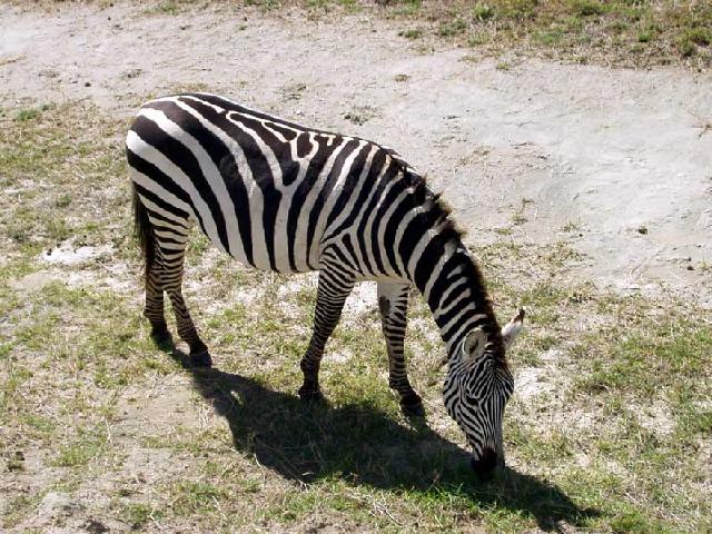 Tanzania - A zebra