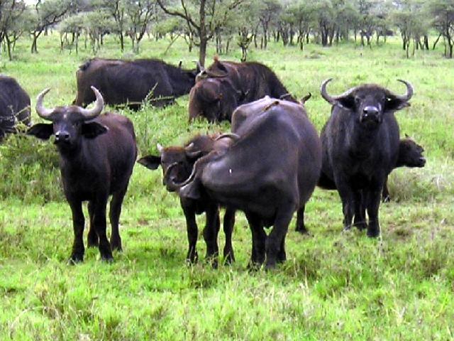 Tanzania - Buffels in Serengeti