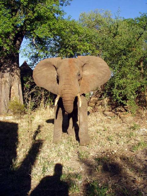 Tanzania - Elefant