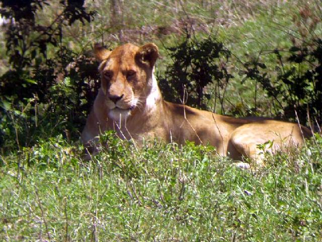 Tanzania - Leeuw in Tarangire