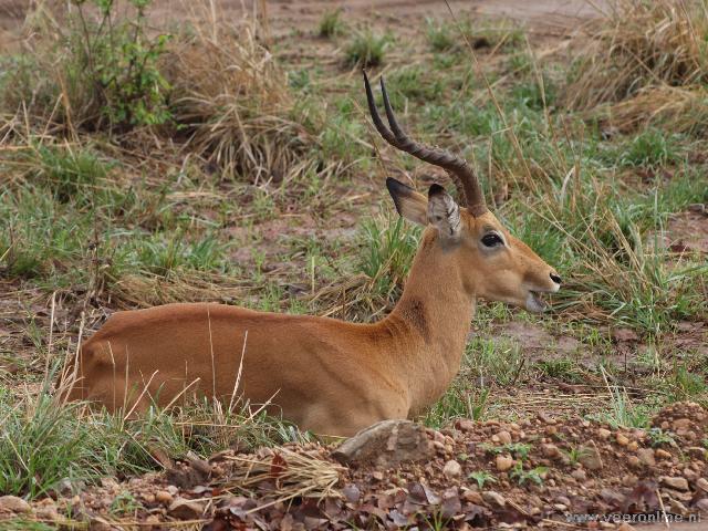 Zambia - Impala Antilope