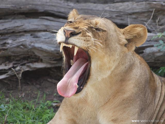 Zambia - Gapende leeuw