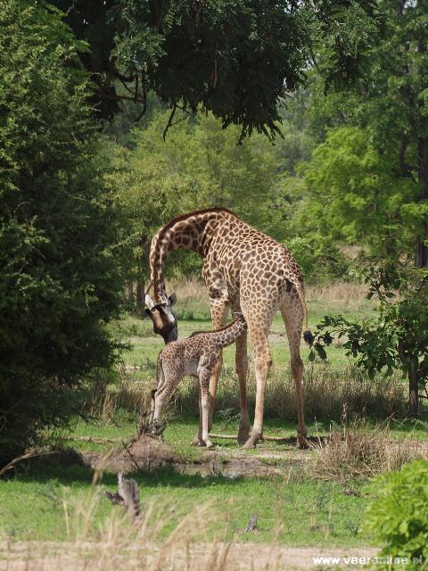Zambia - Giraffe met jonge