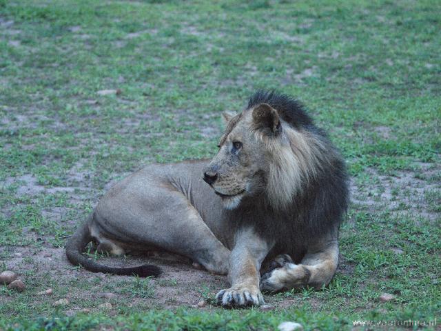Zambia - Mannetjes leeuw